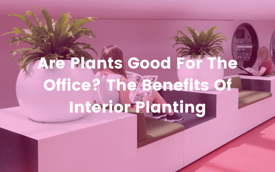 Are Plants Good For The Office? The Benefits Of Interior Planting