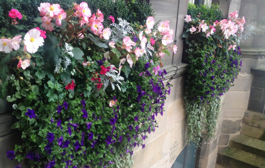 Window-Box-Fl