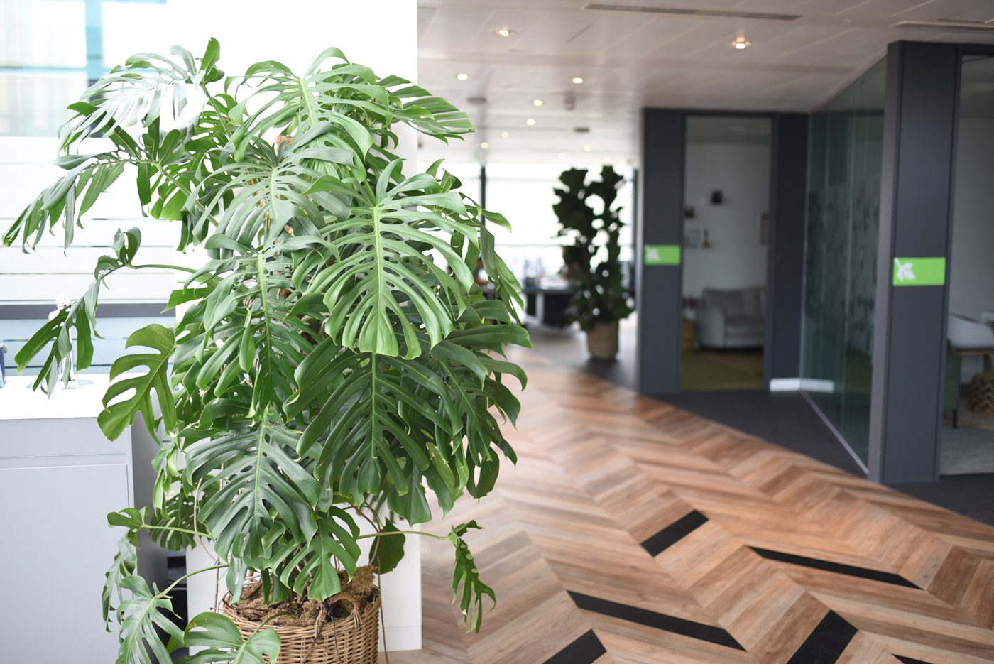 Fleurtations-Office-Plants-3