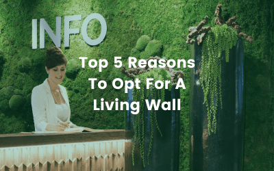 Top 5 Reasons To Opt For A Living Wall