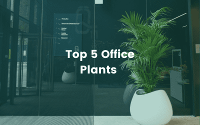 Top 5 Office Plants