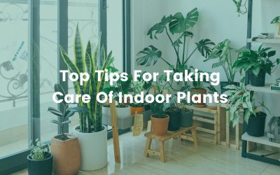 Top Tips For Taking Care Of Indoor Plants