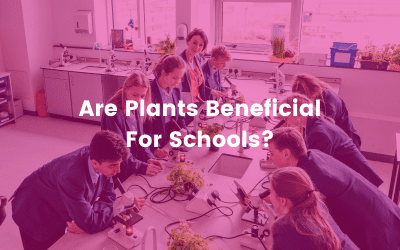 Are Plants Beneficial For Schools? How Plants Can Increase Learning In School