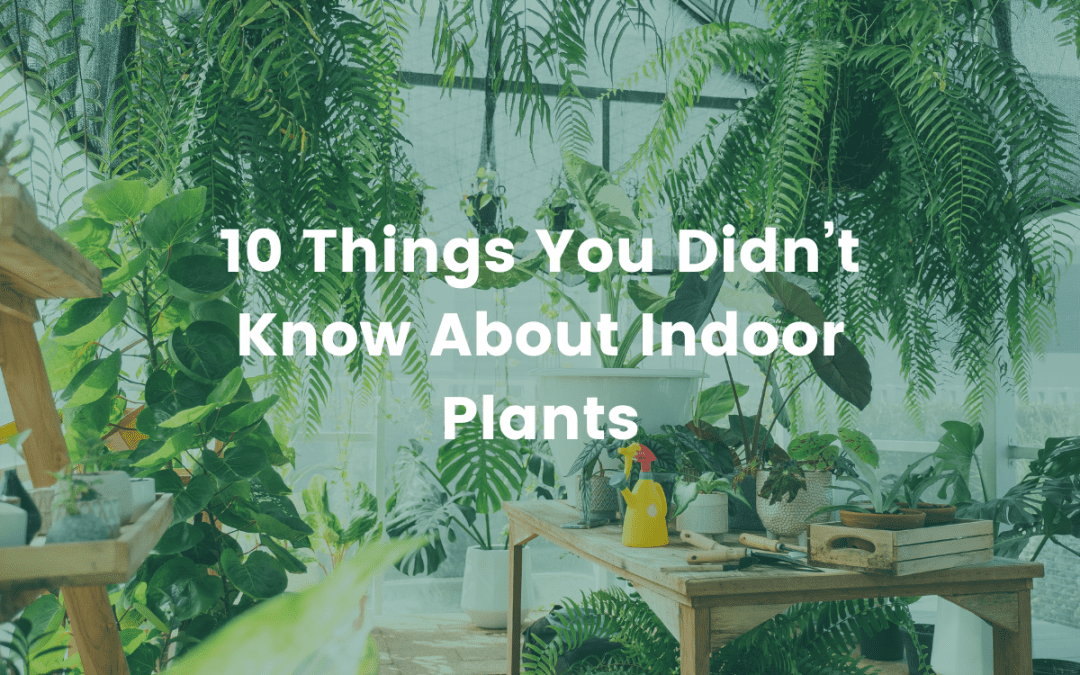 10 Things You Didn’t Know About Indoor Plants