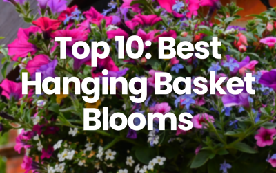 Basketful of Bliss: Our Top Ten Favourite Flowers for Hanging Planters